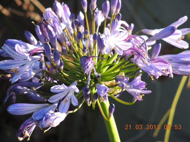 flower 1506_副本.jpg