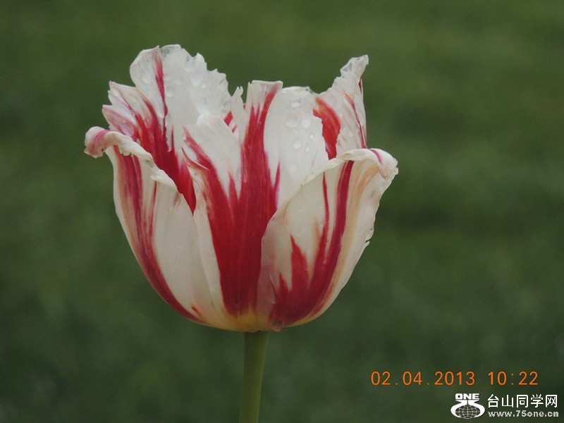 flower 2462_.jpg