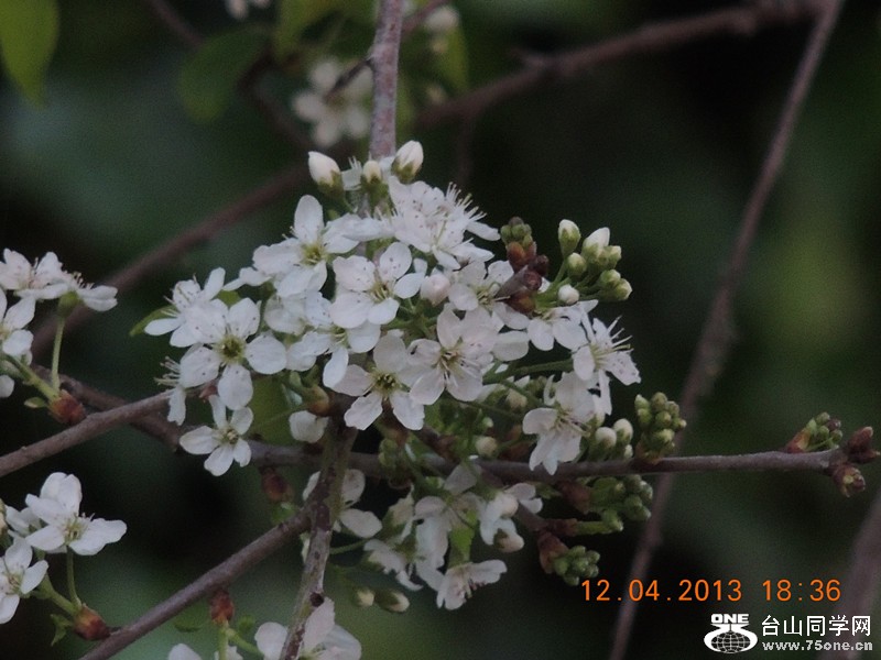 flower 2735_.jpg