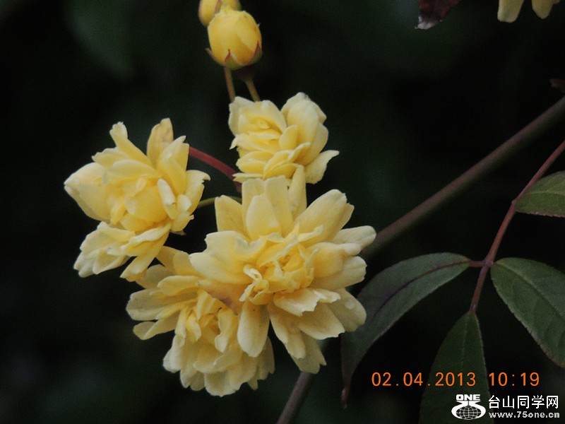 flower 2446_.jpg