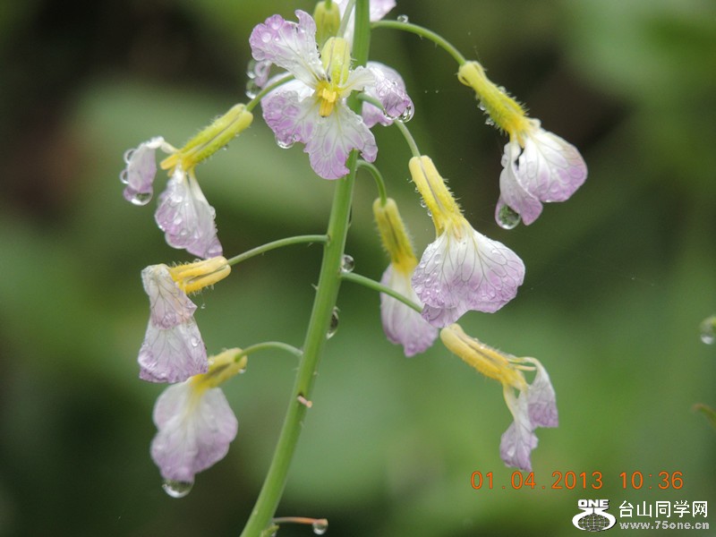 flower 2387_.jpg