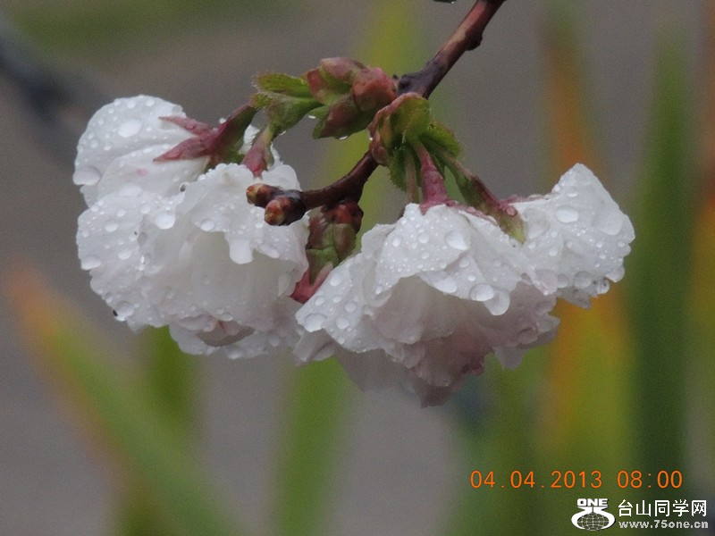 flower 2495_.jpg