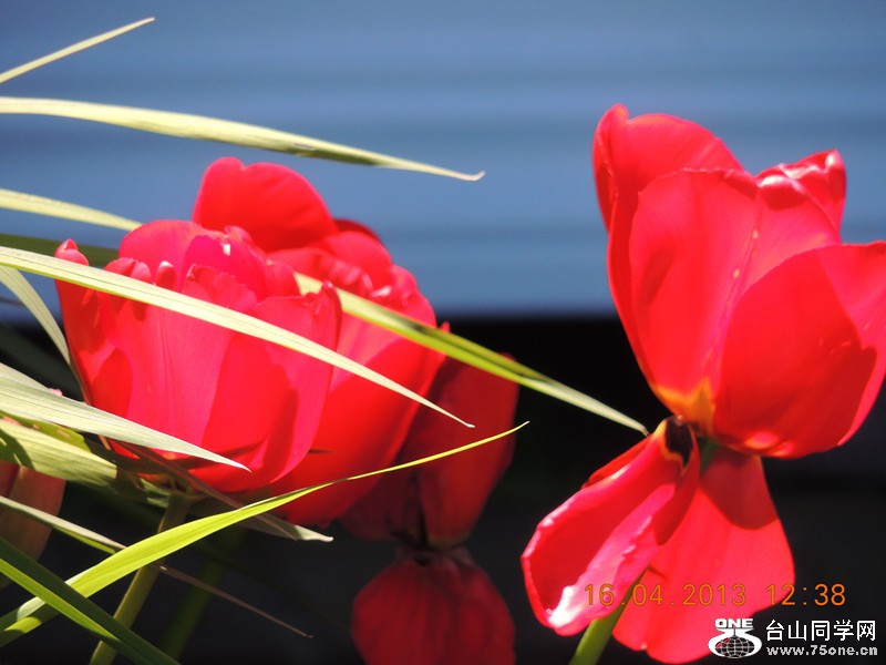 flower 2781_.jpg