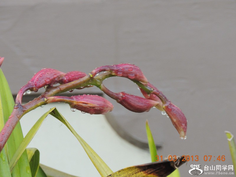 flower 2162_.jpg