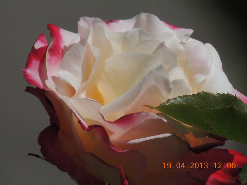 flower 2843_.jpg