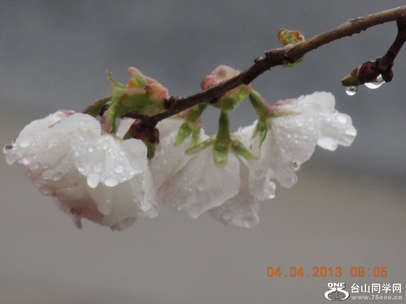 flower 2501_.jpg