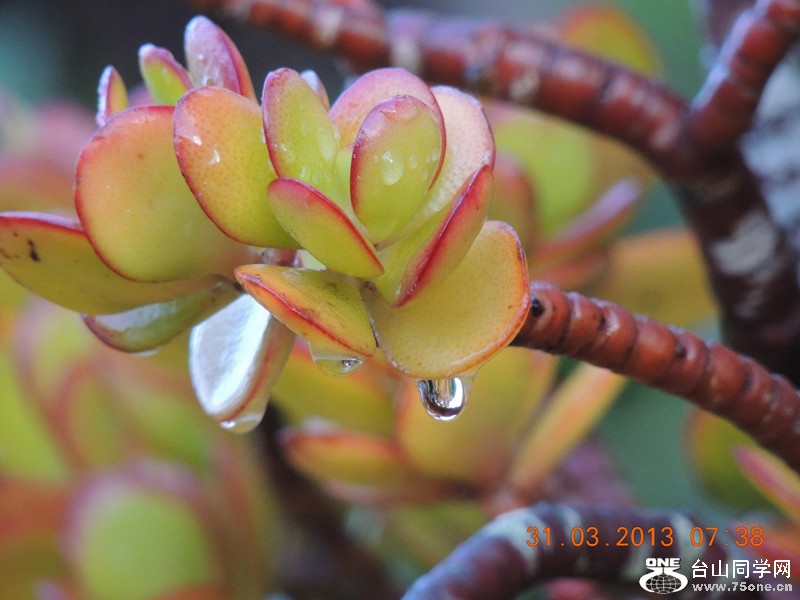flower 2150_.jpg