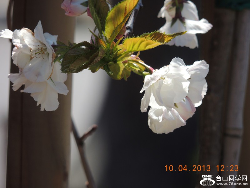 flower 2600_.jpg