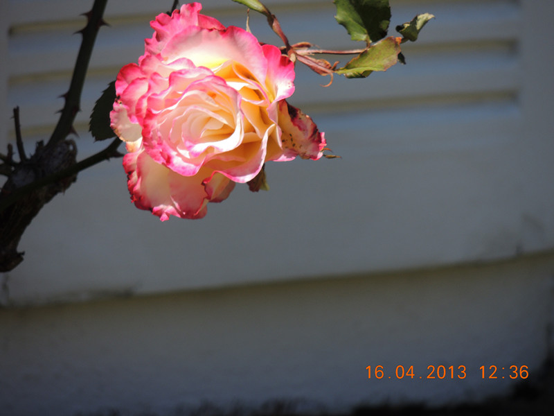 flower 2776_.jpg