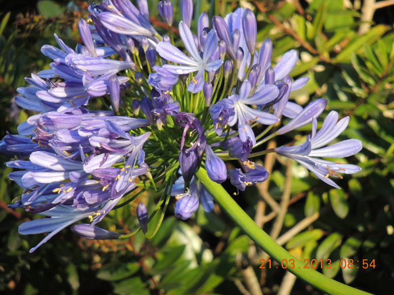 flower 1511_副本.jpg