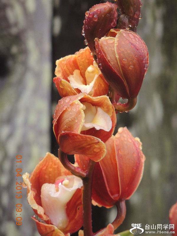 flower 2328_.jpg