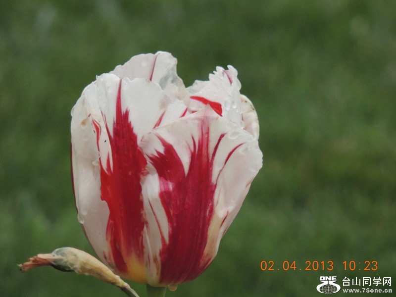 flower 2465_.jpg