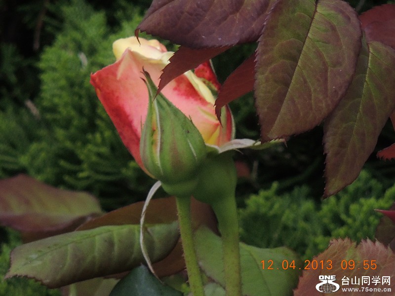 flower 2645_.jpg