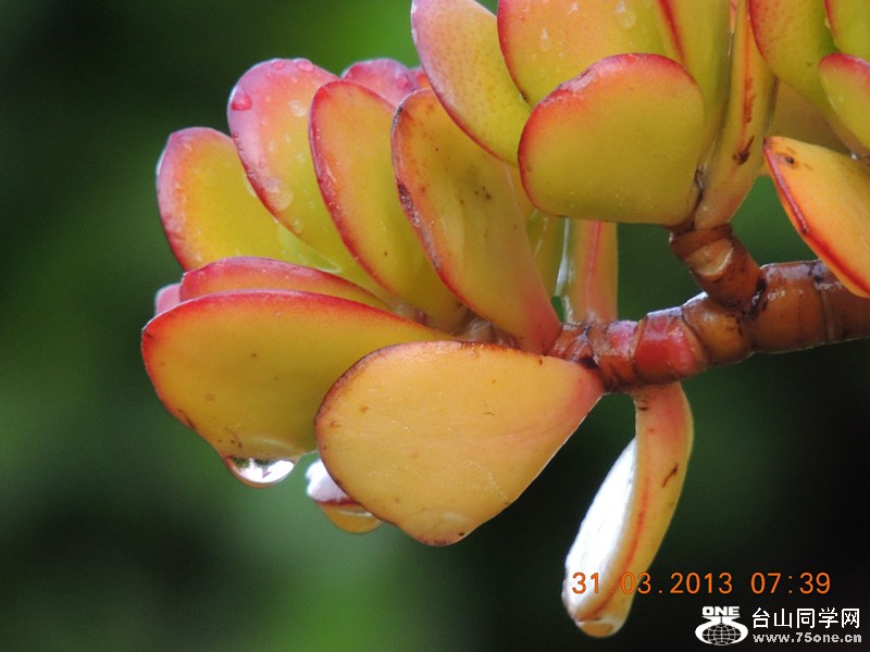 flower 2154_.jpg