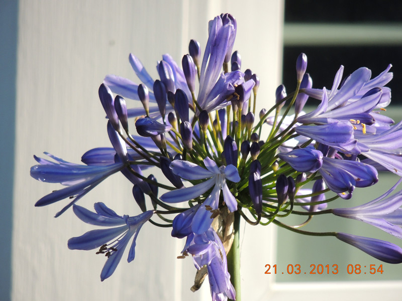 flower 1508_副本.jpg