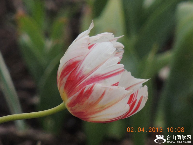 flower 2411_.jpg