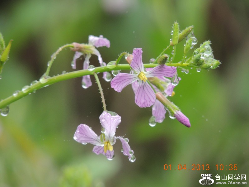 flower 2384_.jpg