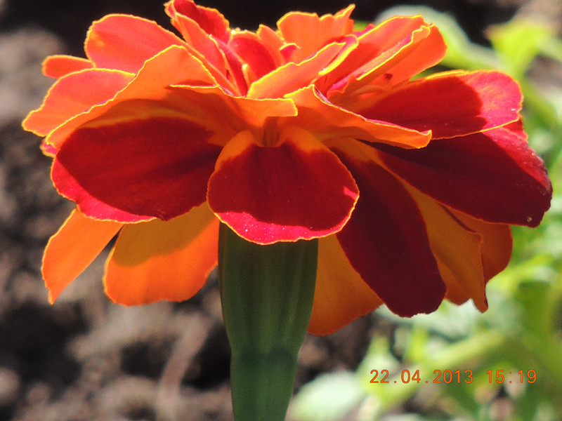 flower 3006_.jpg