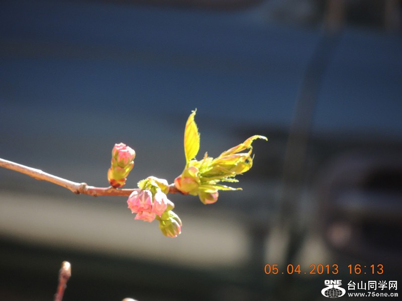 flower 2526_.jpg