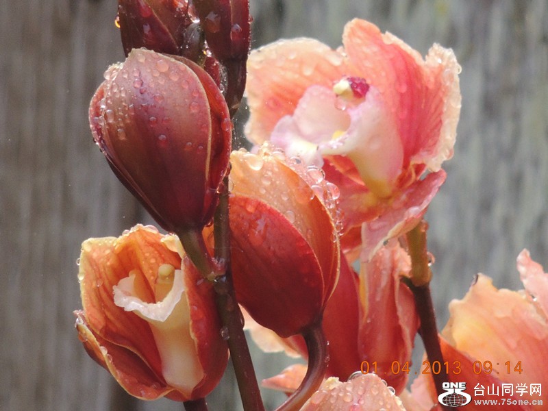 flower 2334_.jpg