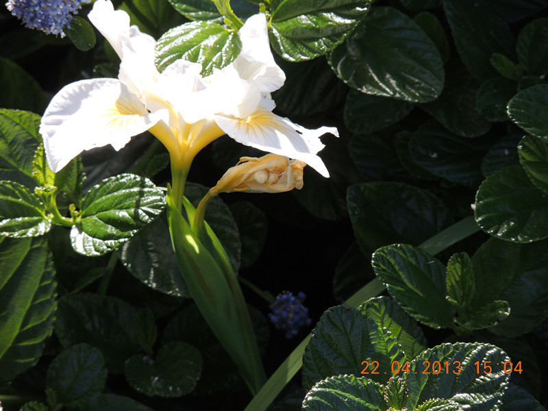 flower 2949_.jpg