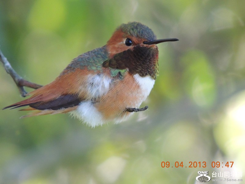 bird 1993_.jpg