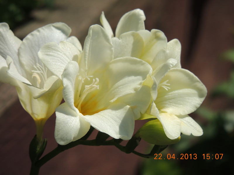 flower 2959_.jpg