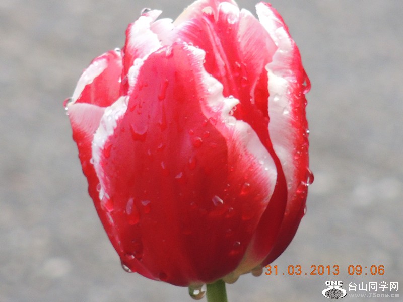 flower 2302_.jpg