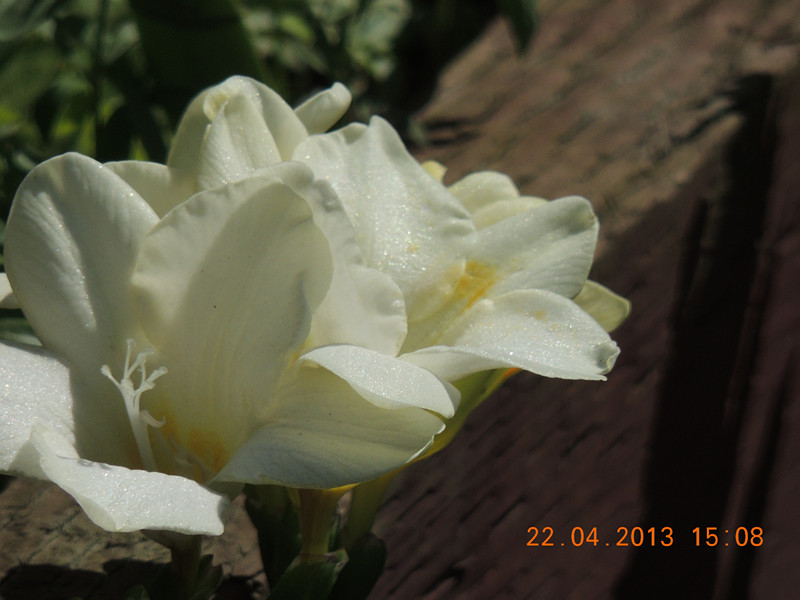 flower 2961_.jpg