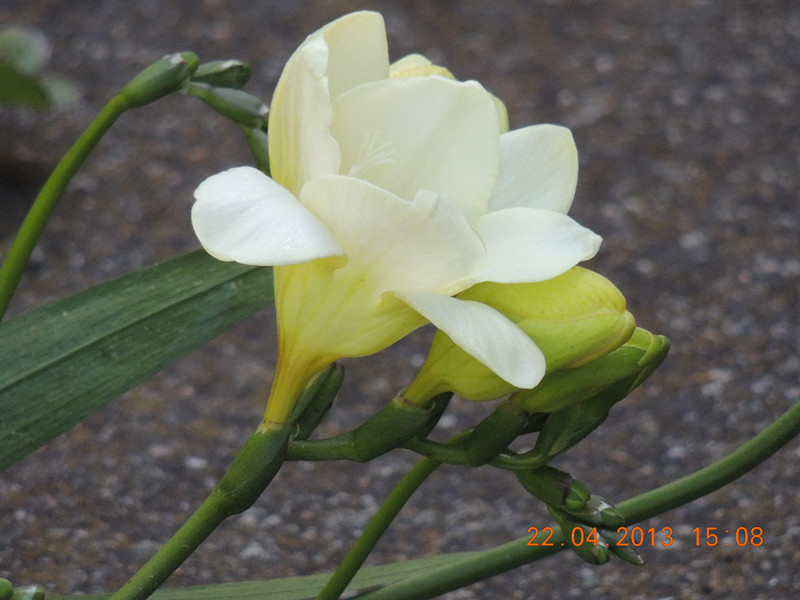 flower 2962_.jpg