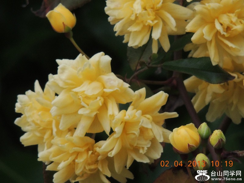 flower 2447_.jpg