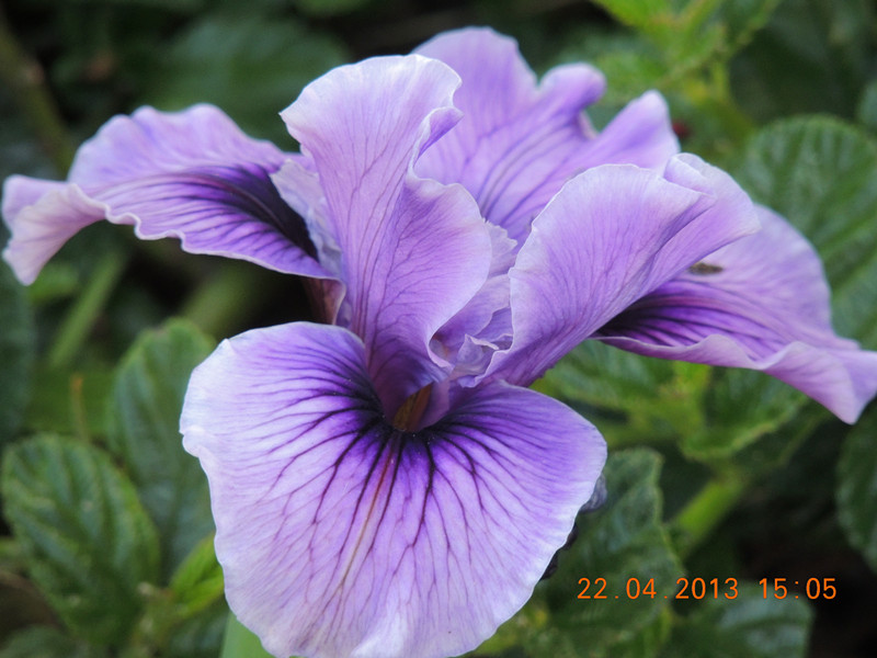 flower 2958_.jpg
