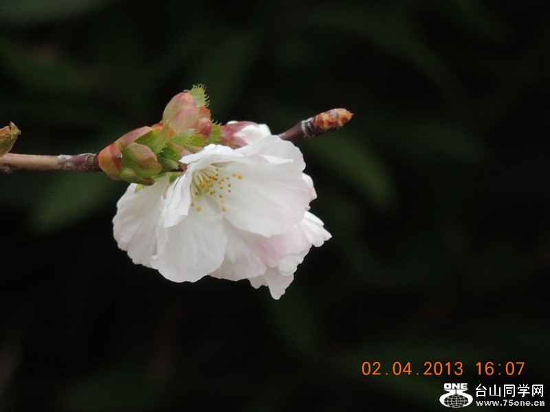 flower 2481_.jpg