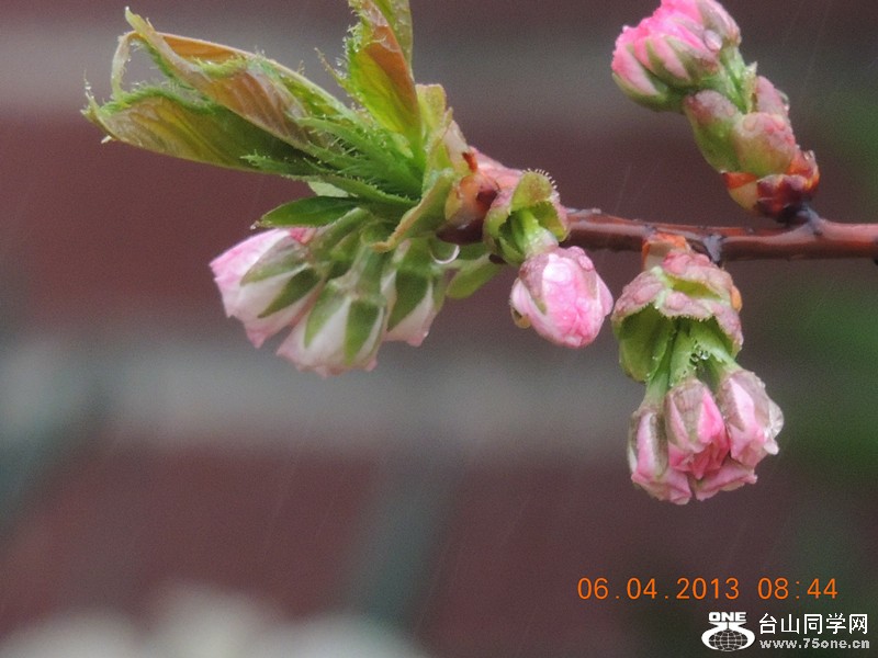 flower 2535_.jpg