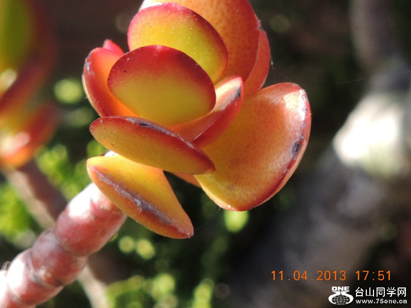 flower 2626_.jpg