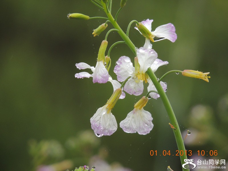 flower 2358_.jpg