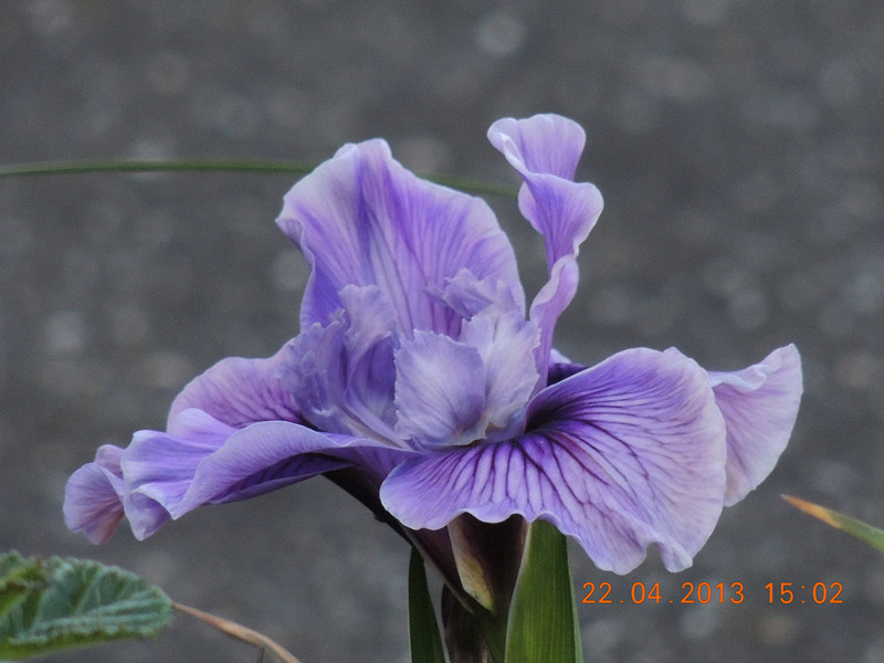 flower 2943_.jpg