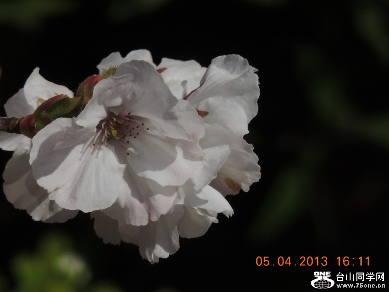 flower 2522_.jpg
