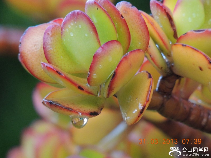 flower 2153_.jpg