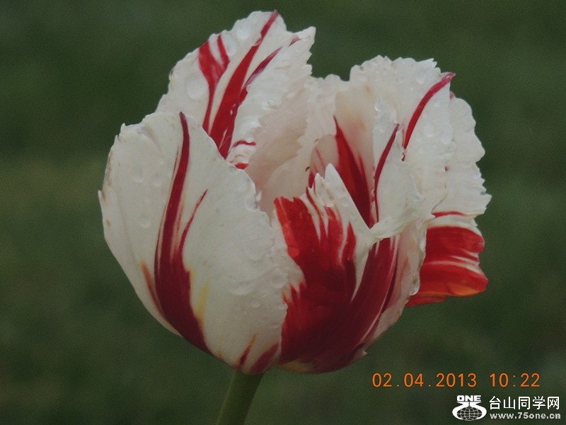 flower 2460_.jpg