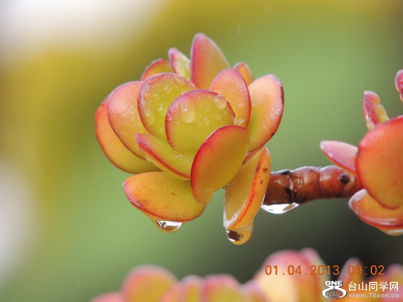 flower 2321_.jpg