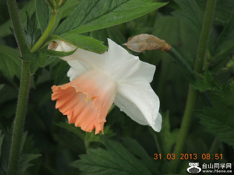 flower 2256_.jpg