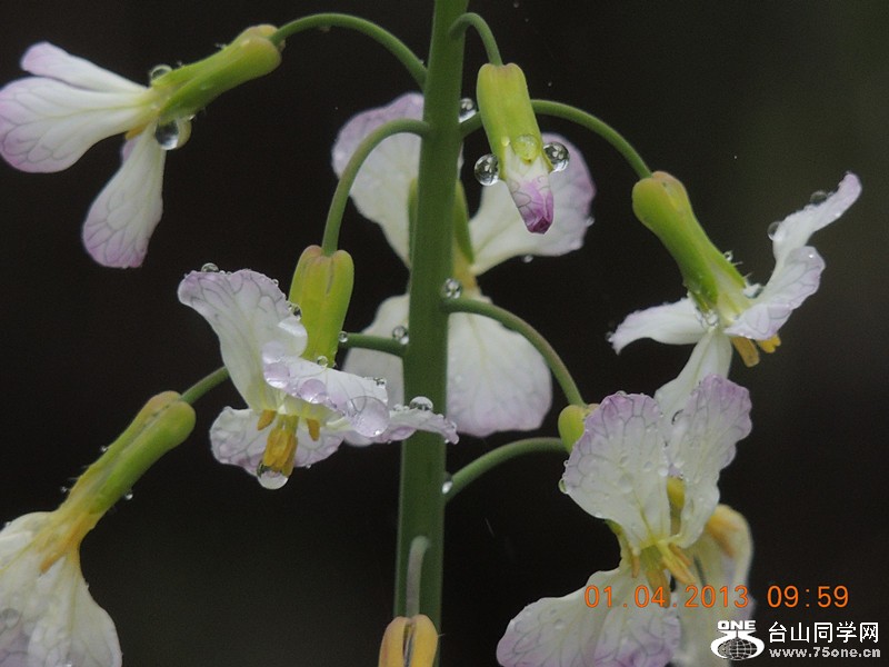 flower 2347_.jpg