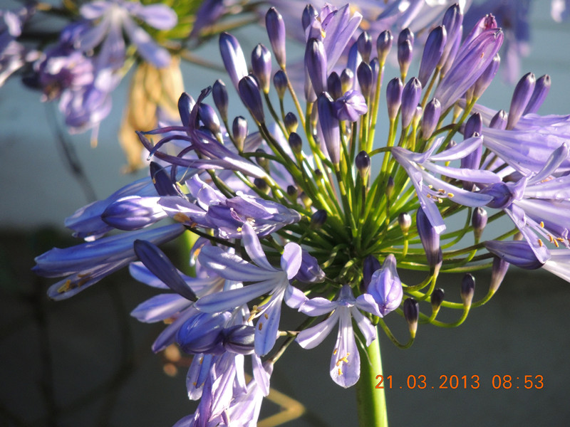 flower 1507_副本.jpg