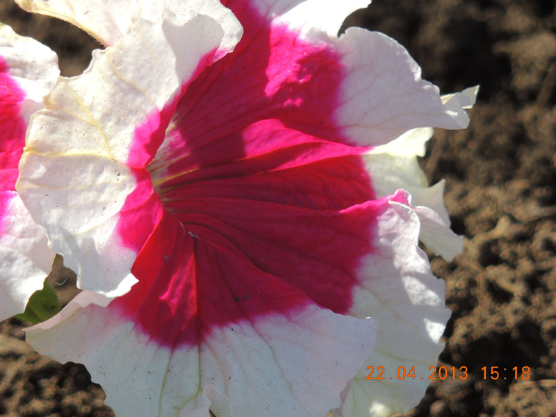 flower 3004_.jpg