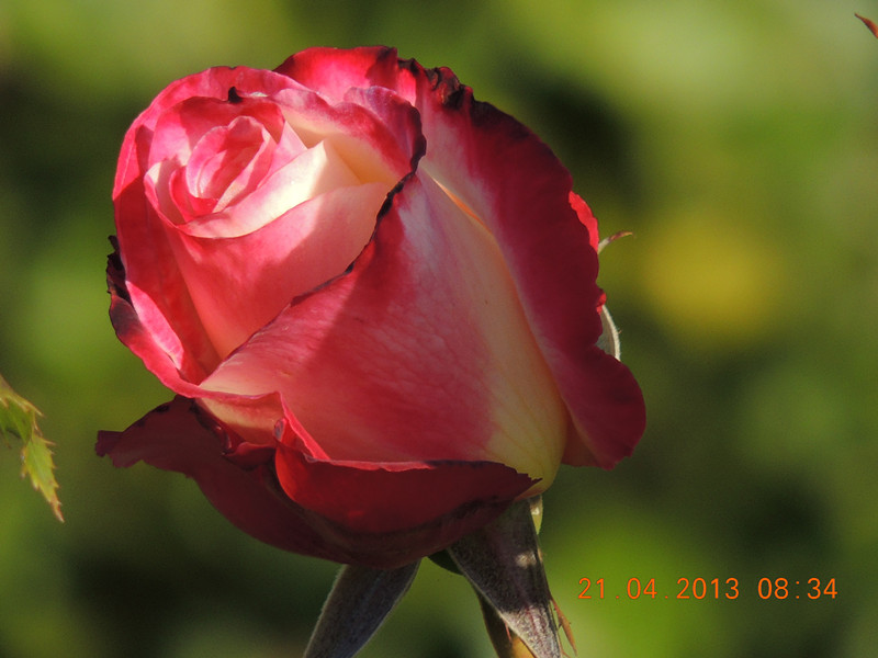 flower 2898_.jpg