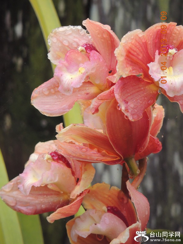 flower 2330_.jpg