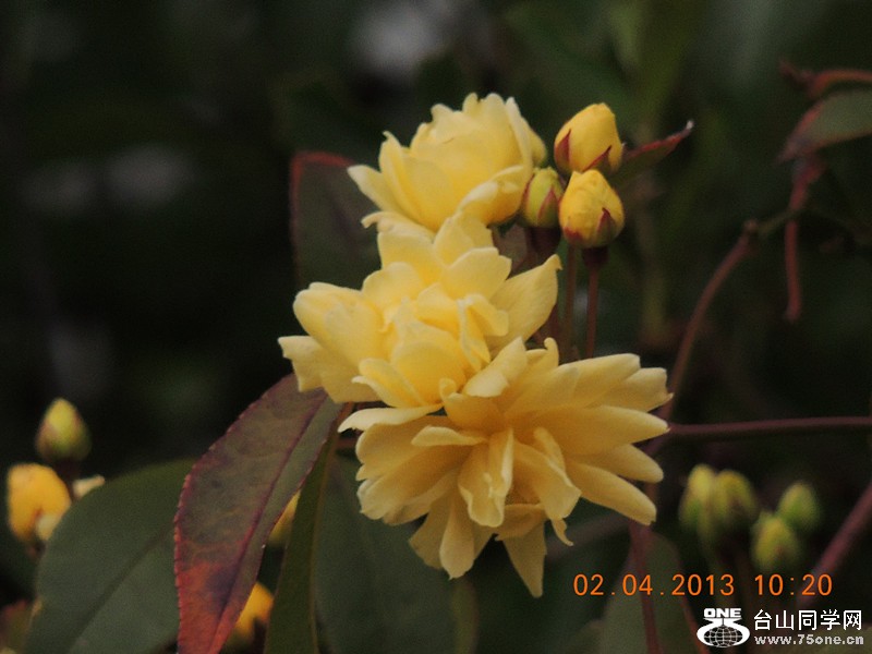 flower 2452_.jpg