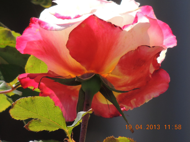 flower 2834_.jpg