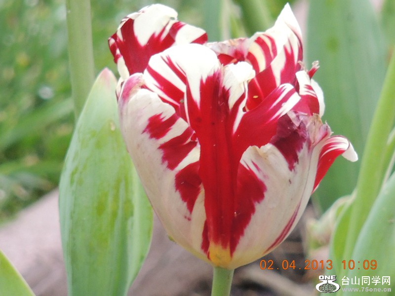 flower 2415_.jpg